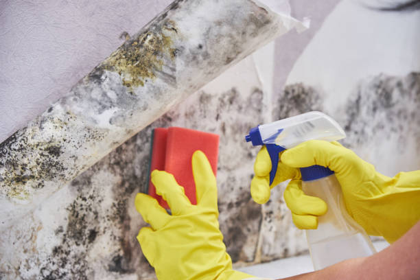 Why You Should Choose Our Mold Remediation Services in Columbus Grove, OH